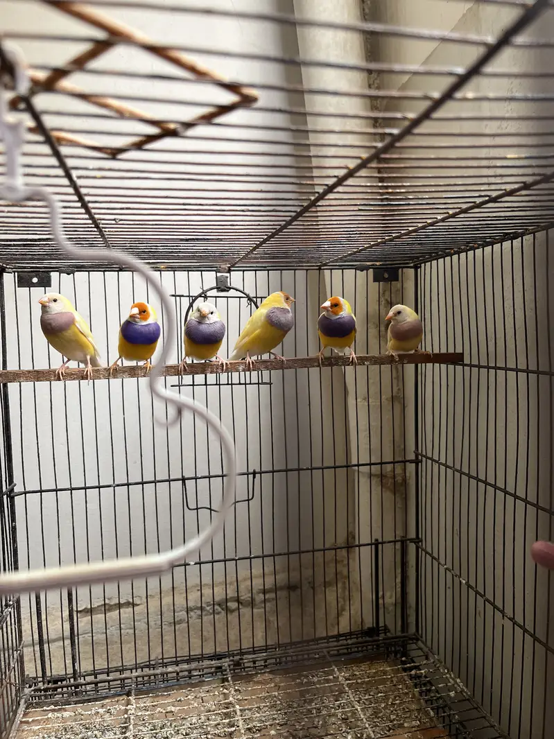 Gouldian finches yellow back — photo 3