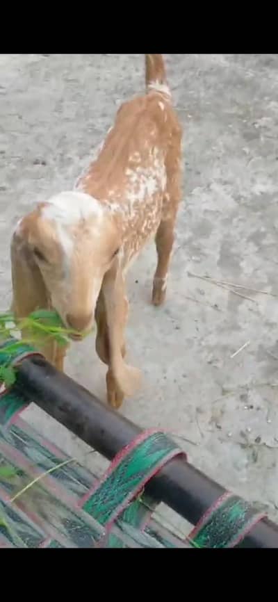 dasi makhi cheeni bakri path 03098289032