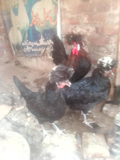 black polish breeder 1 Mal 2 female