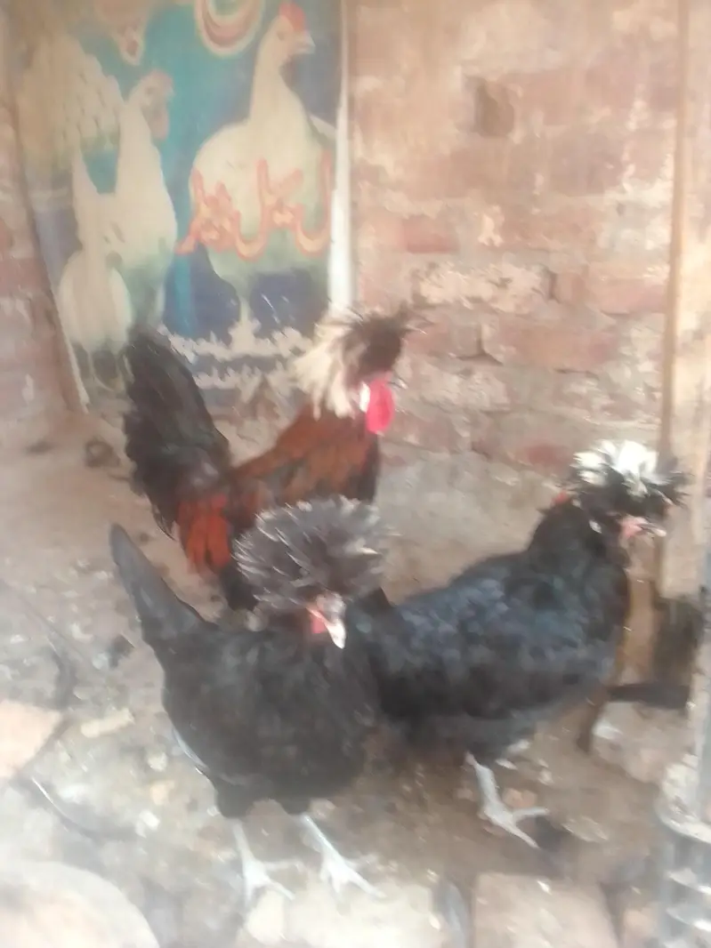black polish breeder 1 Mal 2 female — photo 2