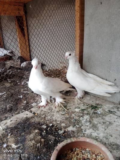 pair and single