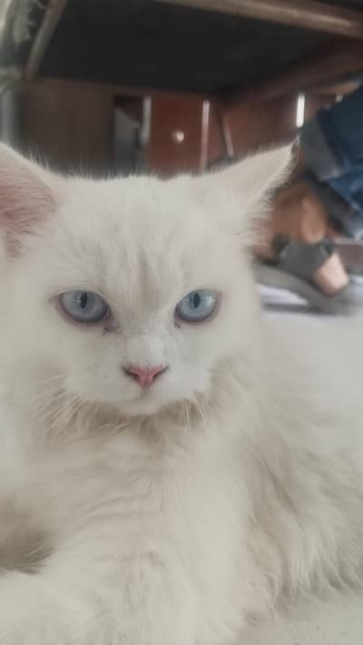 cat for sale