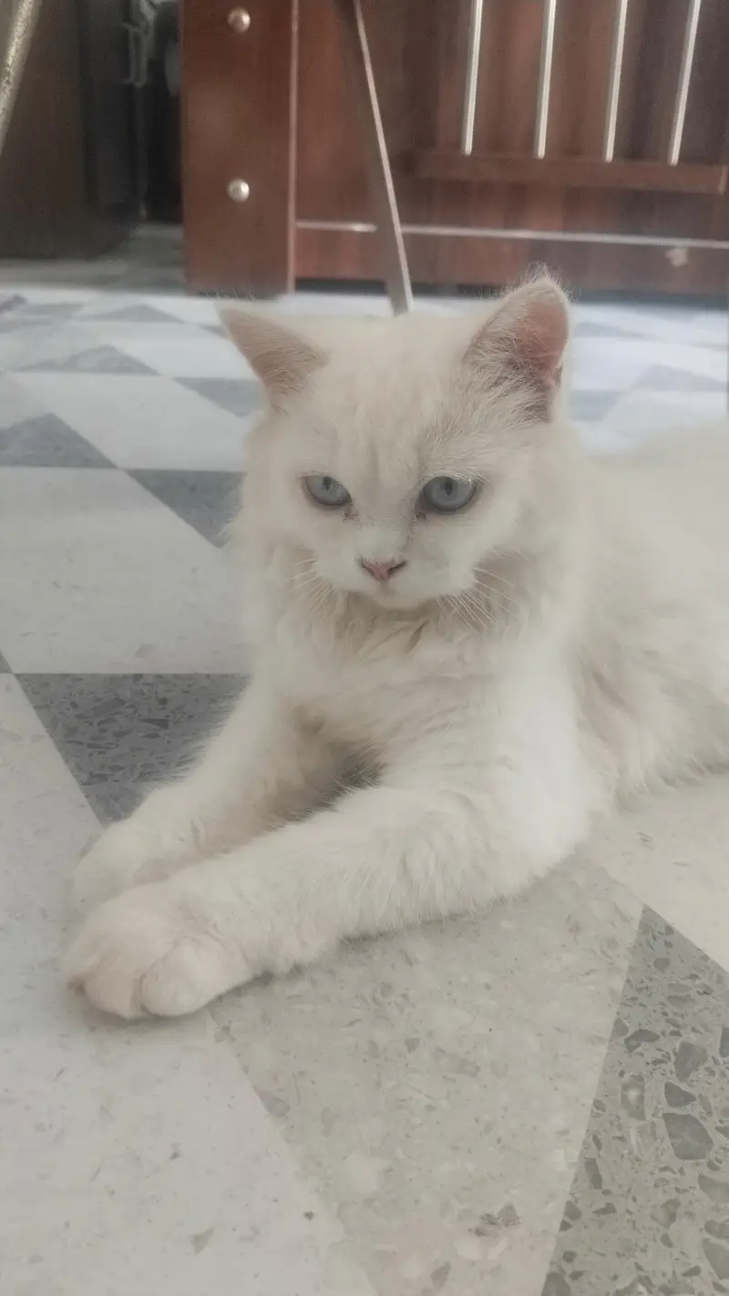 cat for sale — photo 2