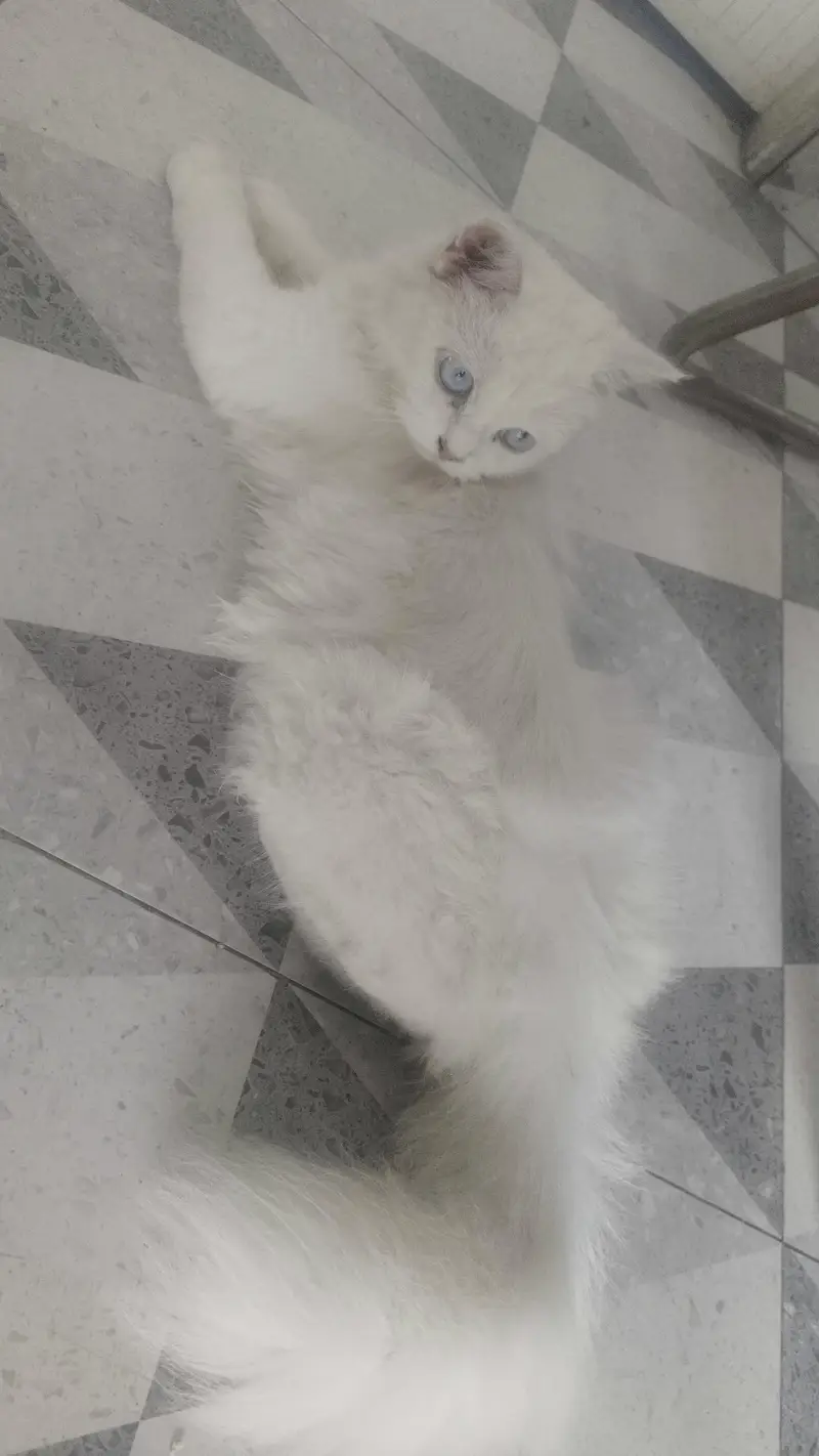 cat for sale — photo 3