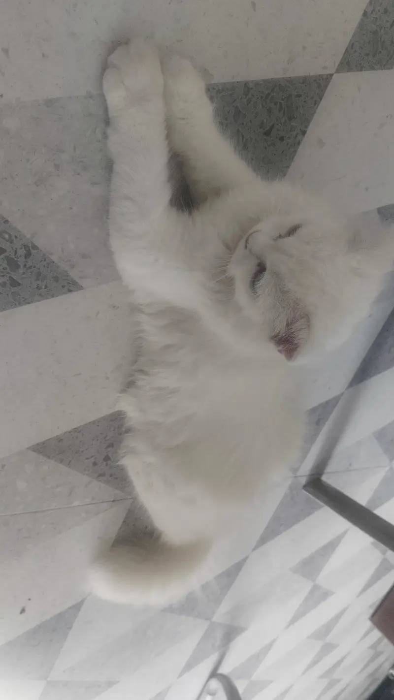 cat for sale — photo 4