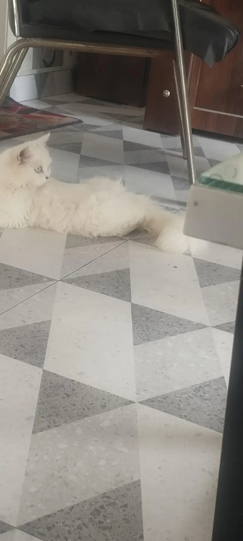cat for sale — photo 5
