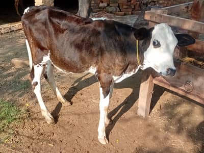 Mount Billiard  Jersey Cross bachri