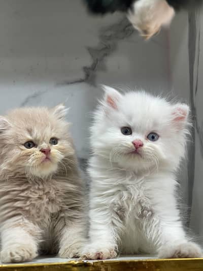 White Persian Kittens/Triple coated/blue eyes/Cats/Male/Female