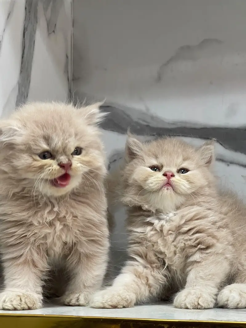 White Persian Kittens/Triple coated/blue eyes/Cats/Male/Female — photo 2