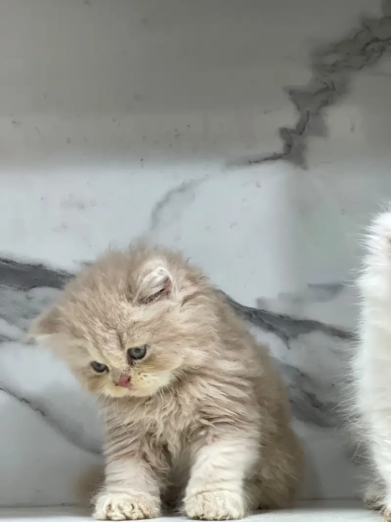 White Persian Kittens/Triple coated/blue eyes/Cats/Male/Female — photo 3
