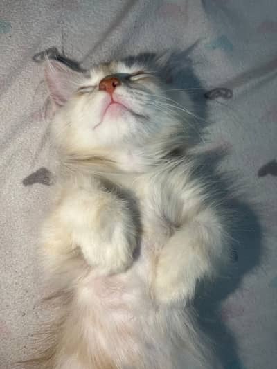 Baby persian cat for sale