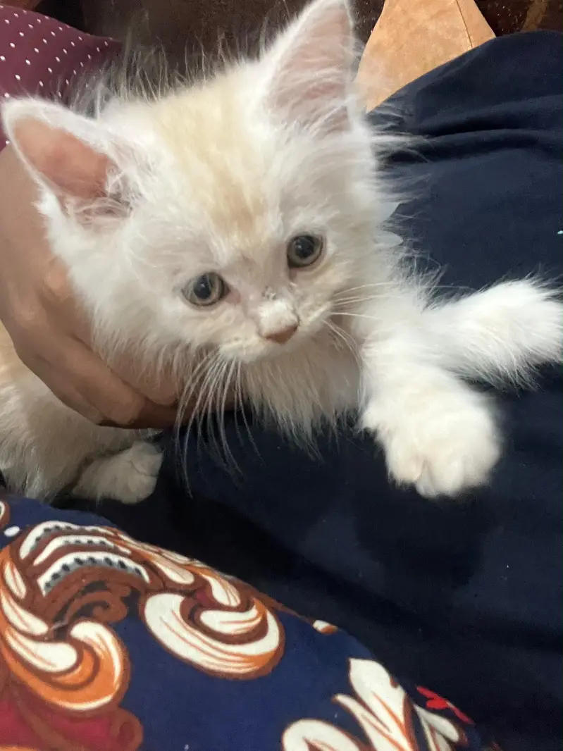 Baby persian cat for sale — photo 2