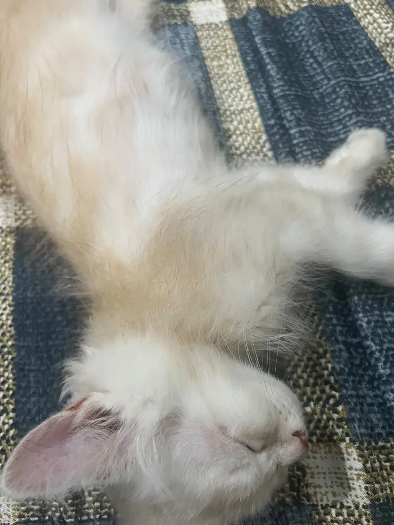 Baby persian cat for sale — photo 3