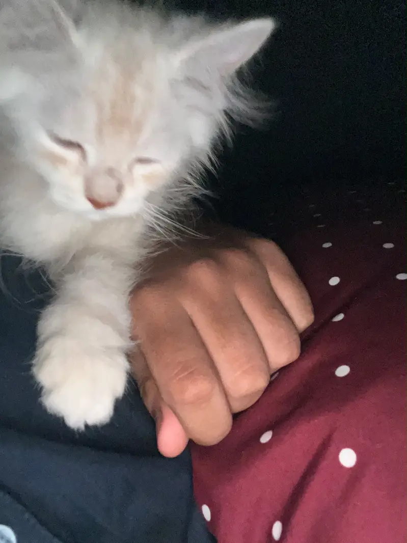 Baby persian cat for sale — photo 4