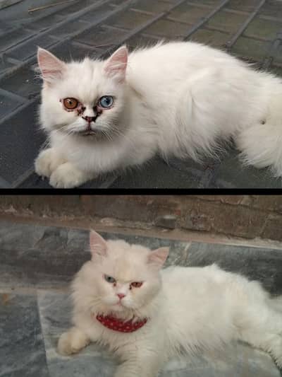Persian Cats (Male & Female) for Sale