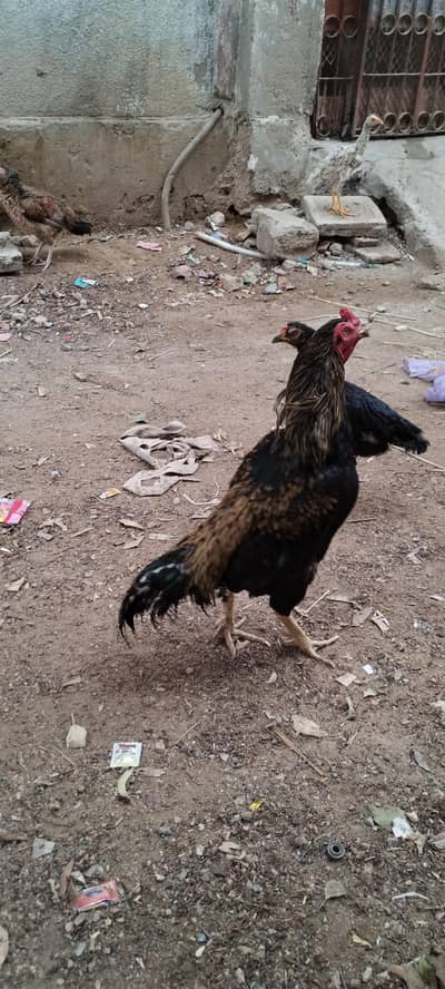 kala jawa