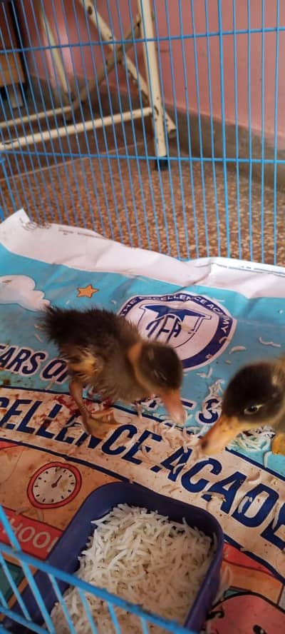 duck pair for sale