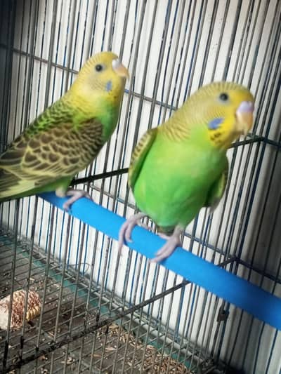 Budgie pair for sell