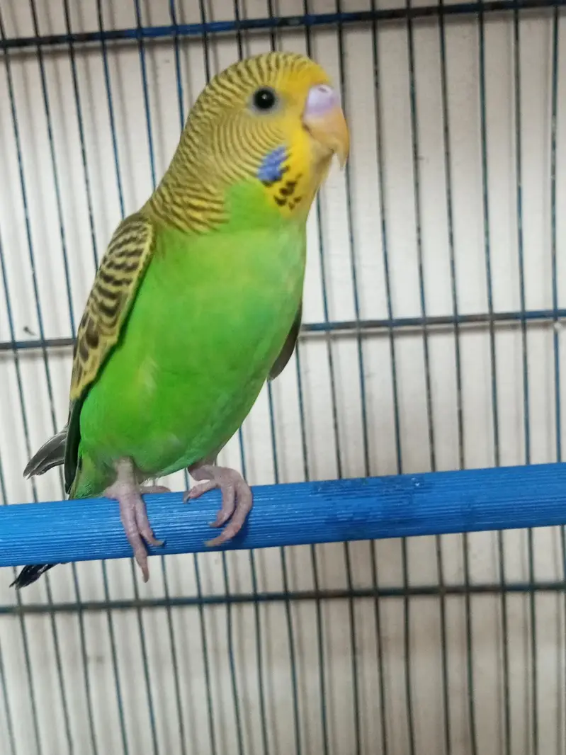 Budgie pair for sell — photo 2