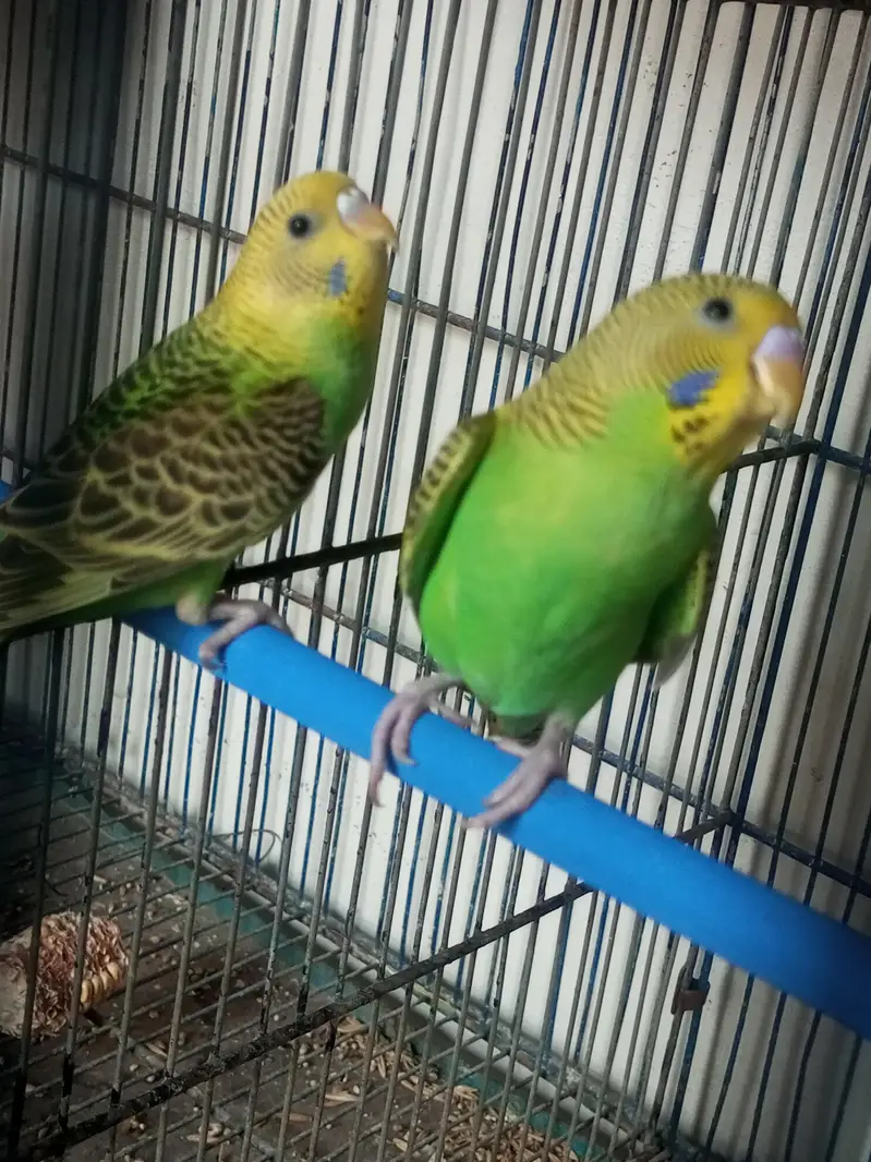 Budgie pair for sell — photo 3