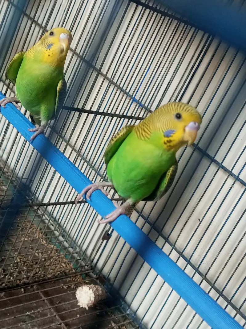 Budgie pair for sell — photo 4