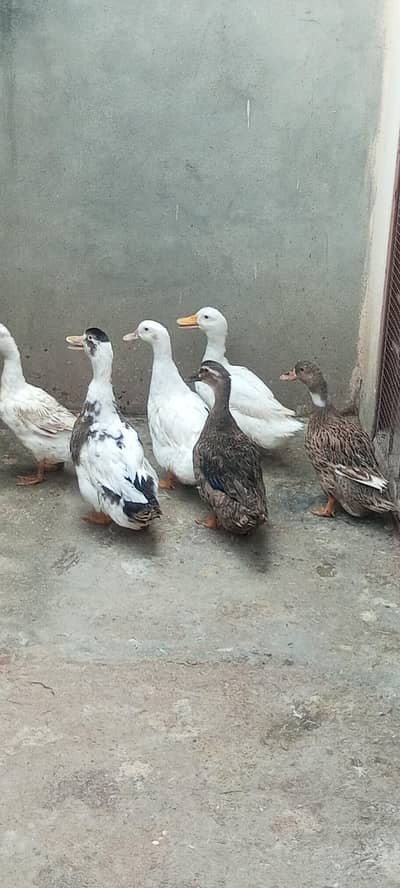 6 ducks for sale. 2 nar 4 mada