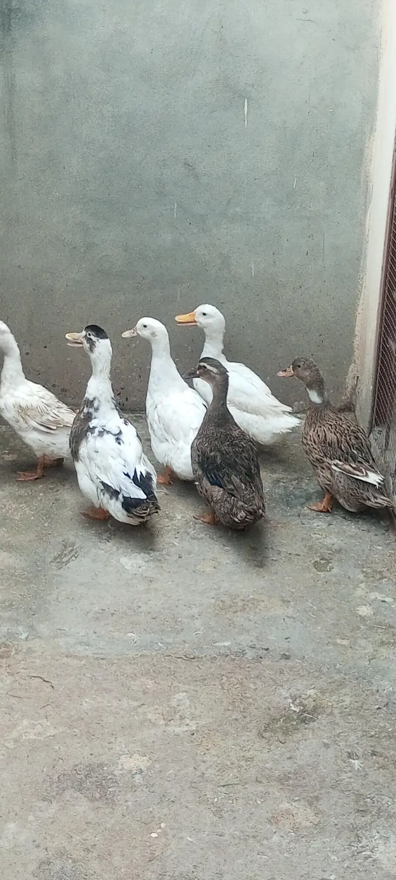 6 ducks for sale. 2 nar 4 mada