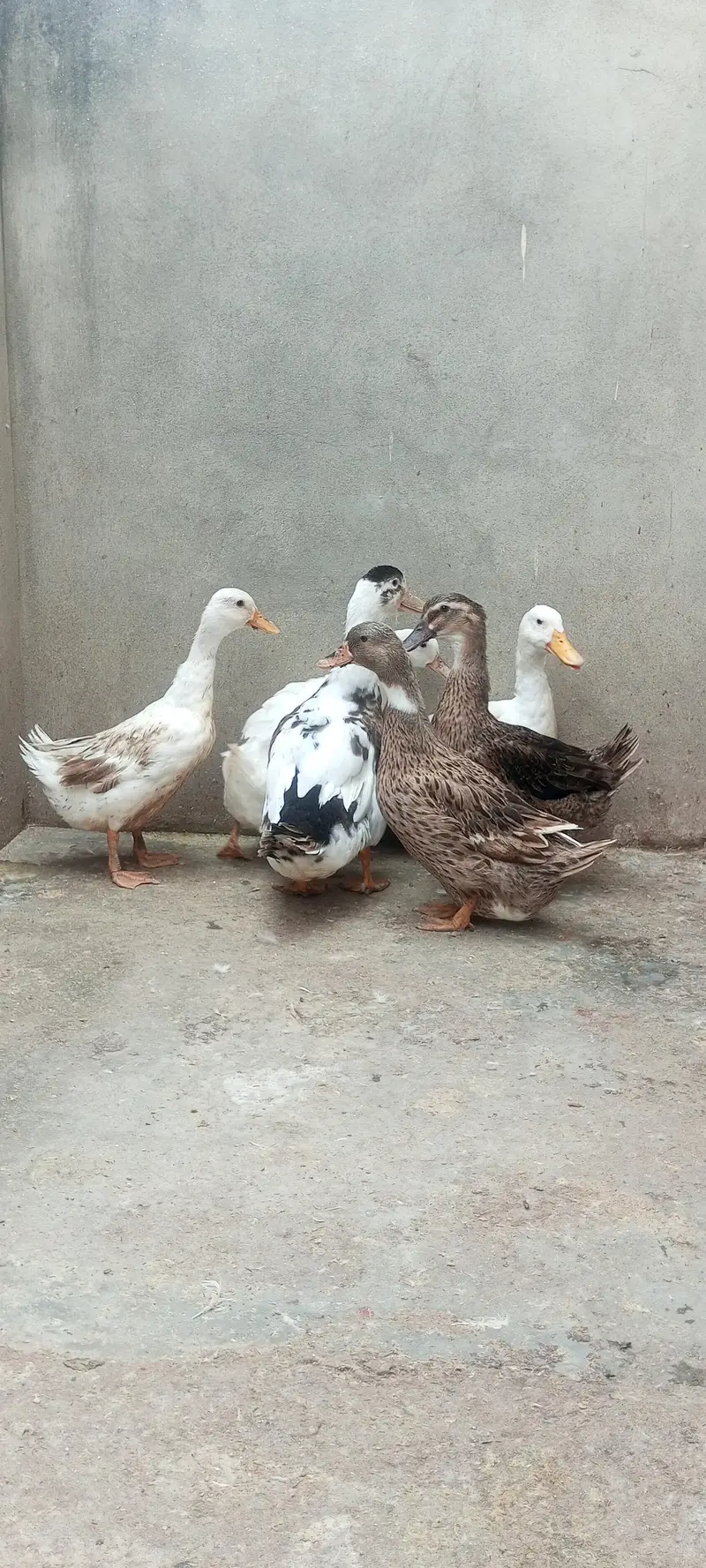 6 ducks for sale. 2 nar 4 mada — photo 2