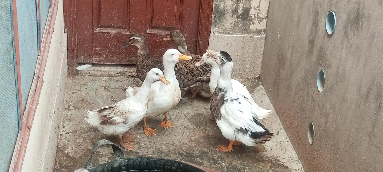 6 ducks for sale. 2 nar 4 mada — photo 3