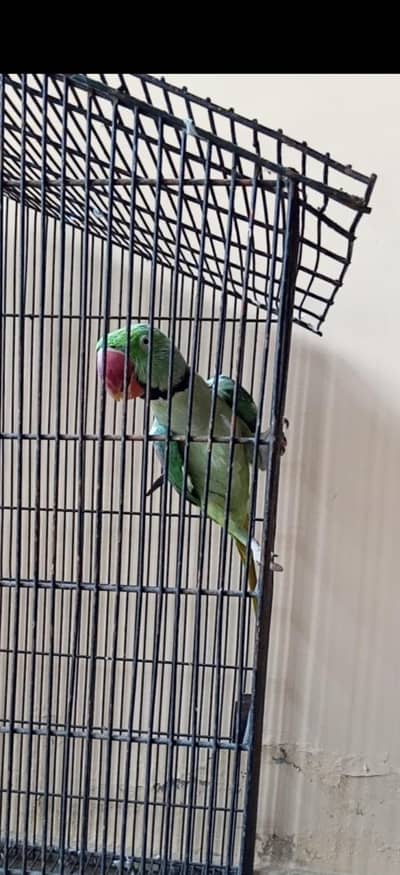 raw parrot