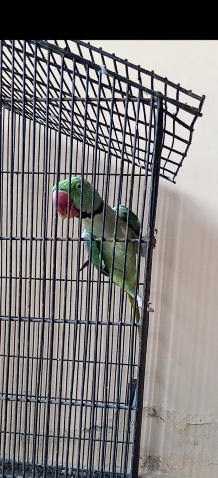 raw parrot 0