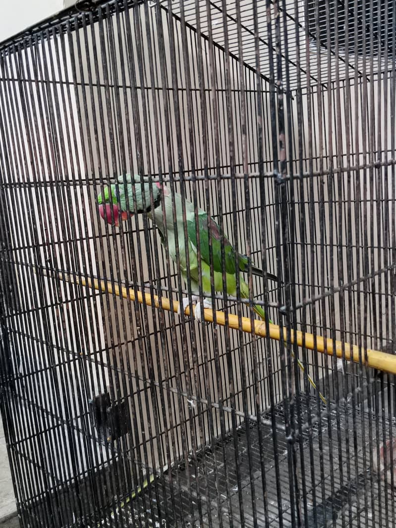 raw parrot 1