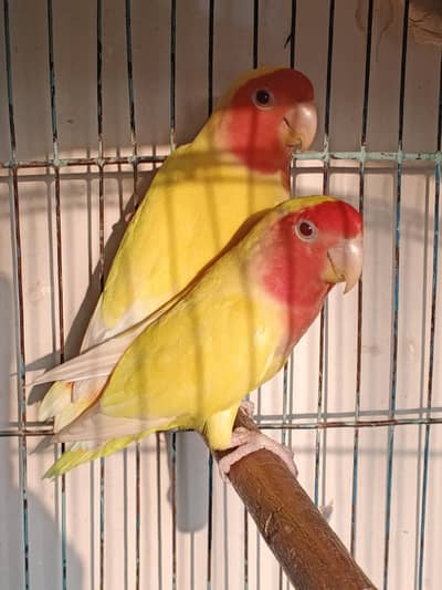 common lutino pair jumbo size