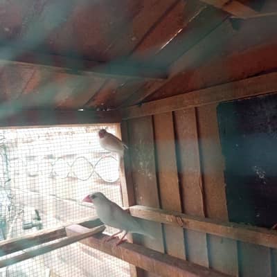 white Java finches
