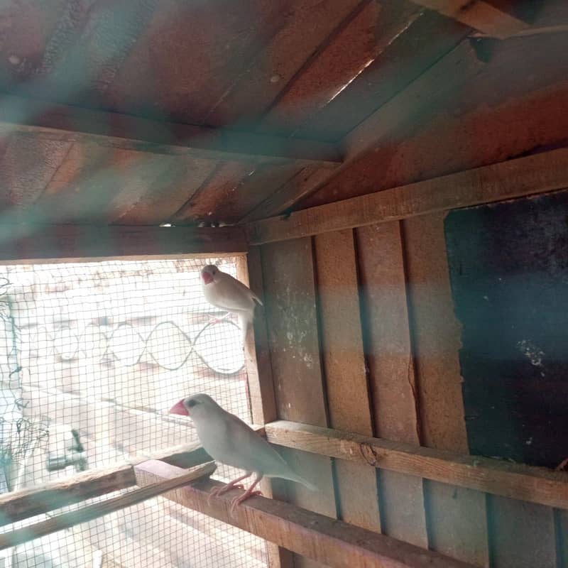 white Java finches 0