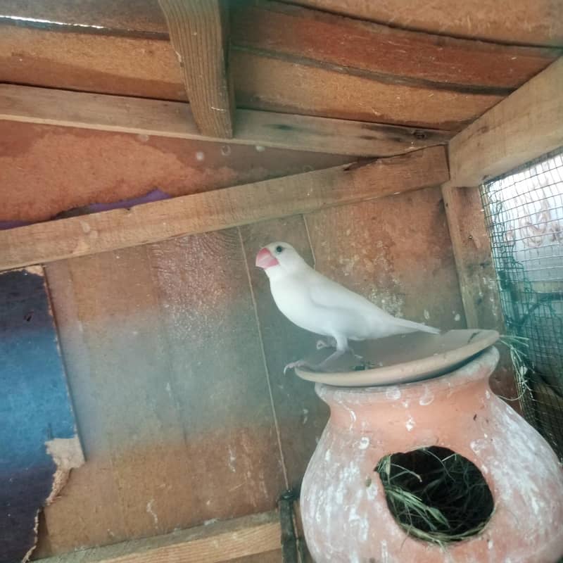 white Java finches 1
