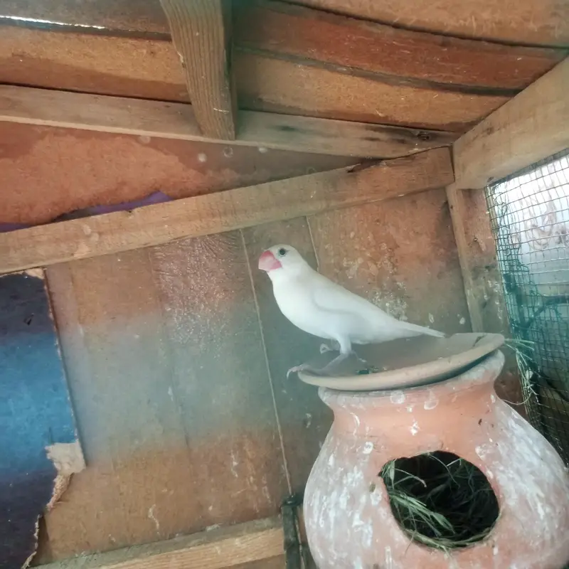 white Java finches — photo 2