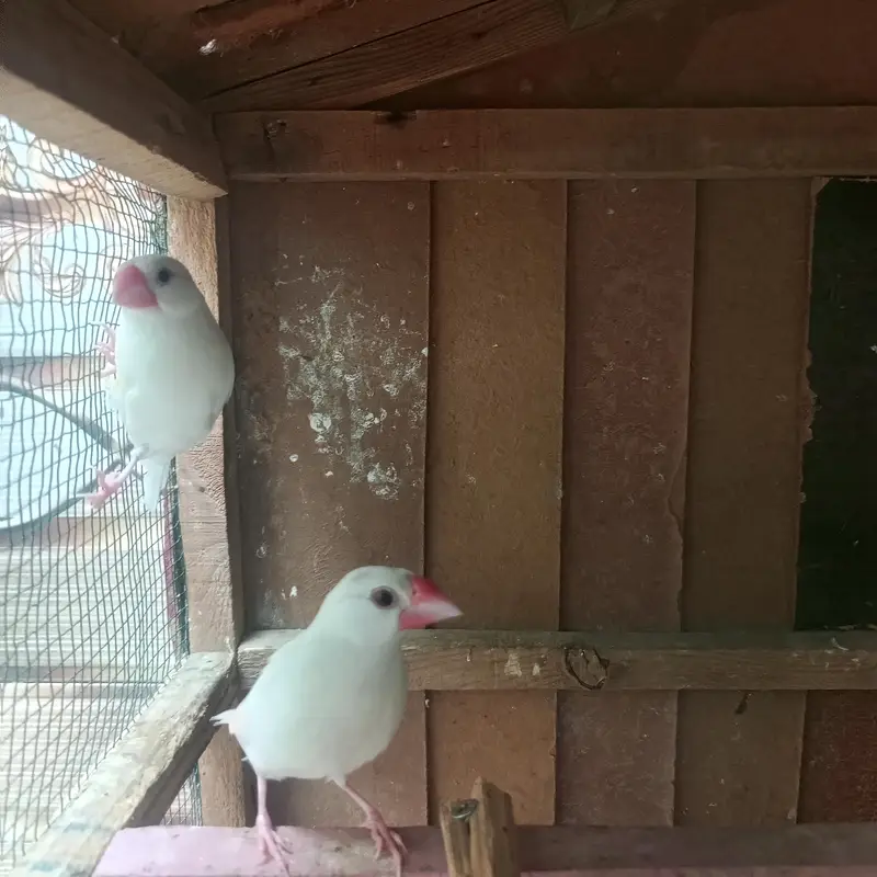 white Java finches — photo 3