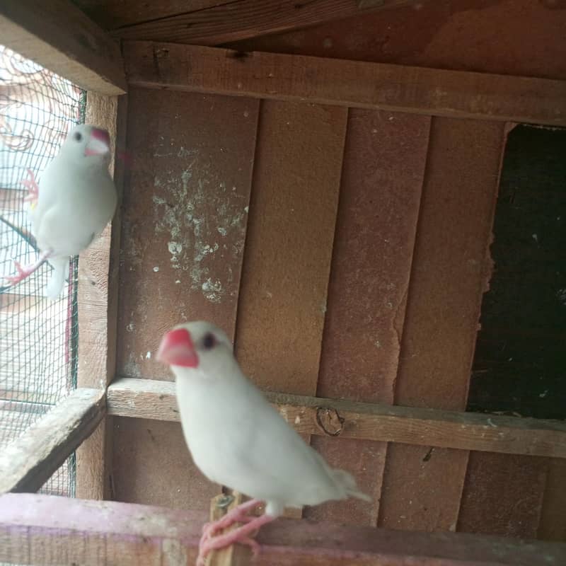 white Java finches 3