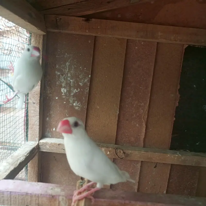 white Java finches — photo 4