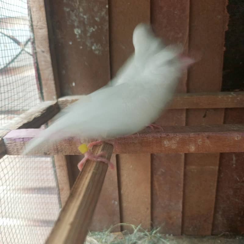 white Java finches 4