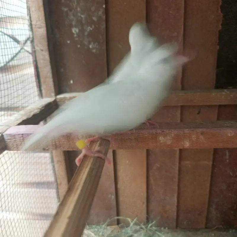 white Java finches — photo 5