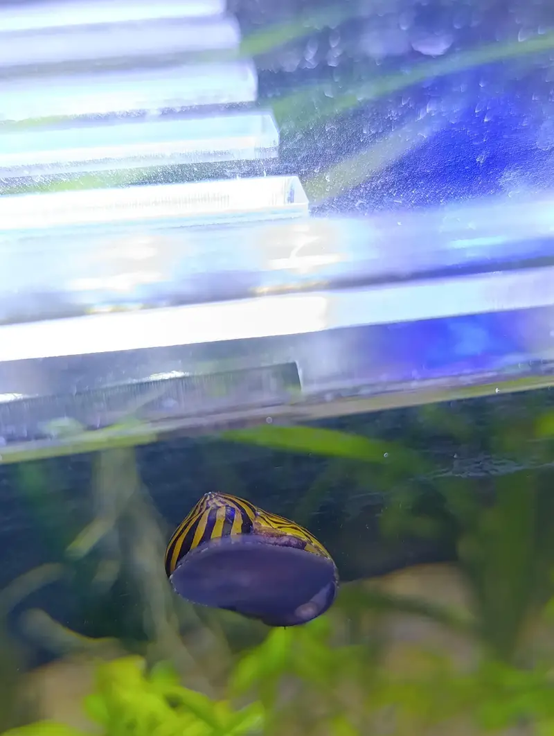 planted fish aquarium — photo 4