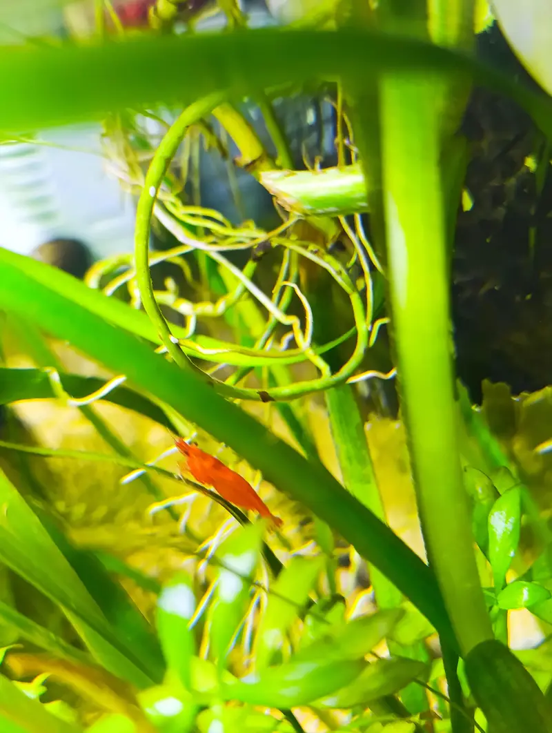 planted fish aquarium — photo 5