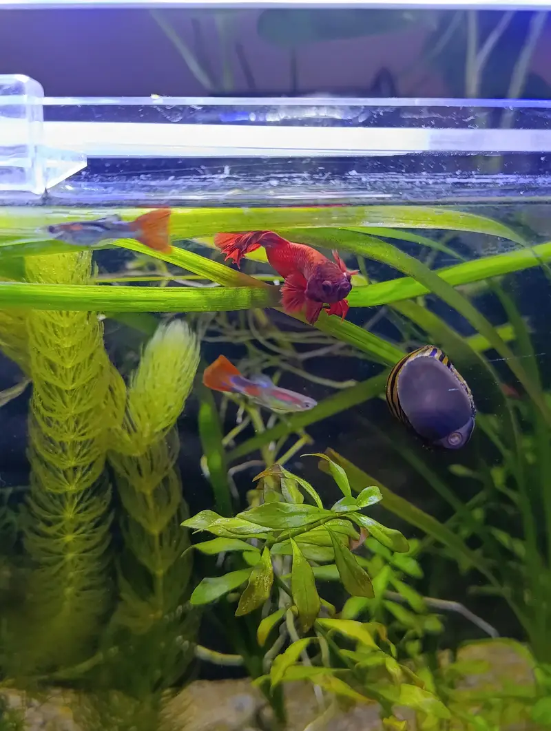 planted fish aquarium — photo 6