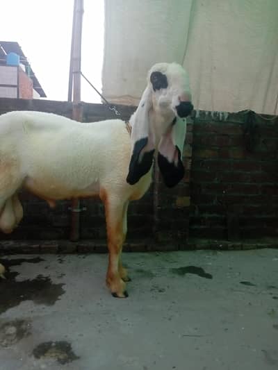 Kajal cross male for sale ha