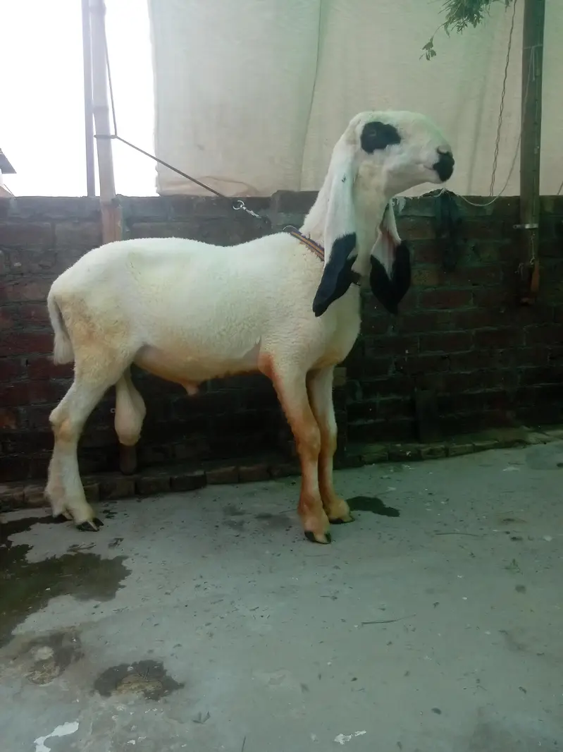Kajal cross male for sale ha — photo 2