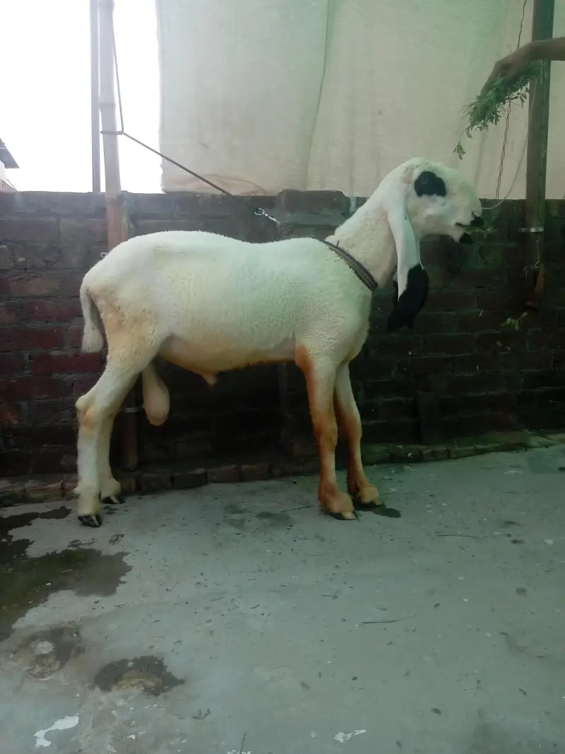 Kajal cross male for sale ha — photo 3