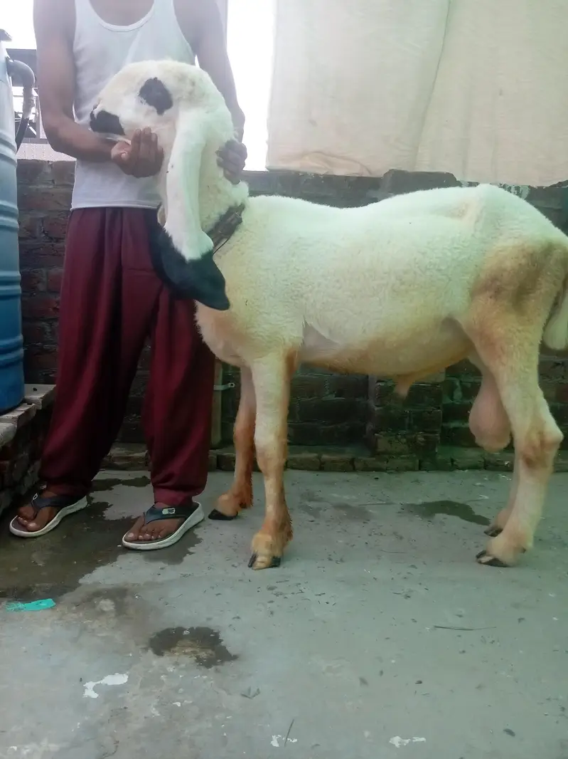 Kajal cross male for sale ha — photo 4