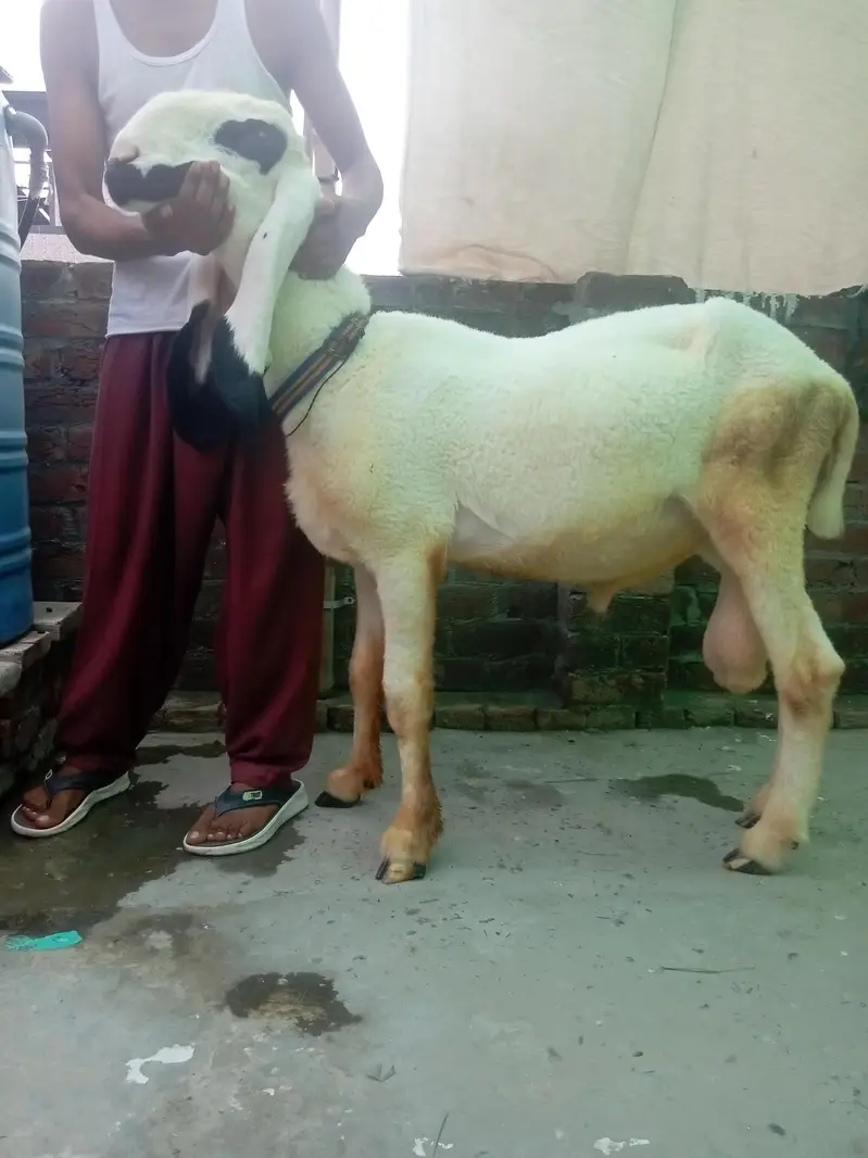 Kajal cross male for sale ha — photo 5